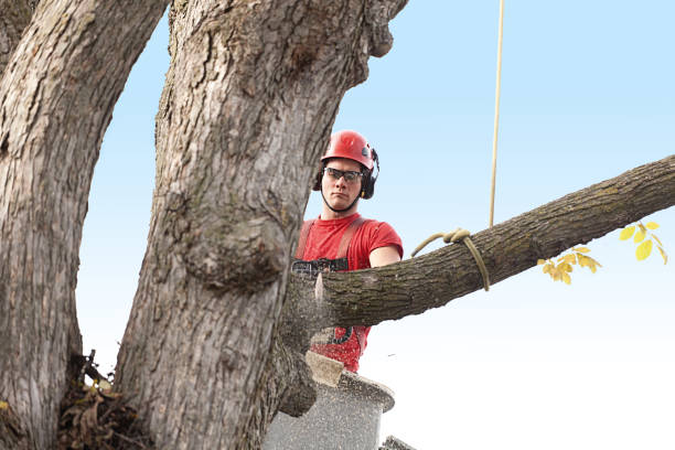 Professional Tree Care in Lake Barrington, IL